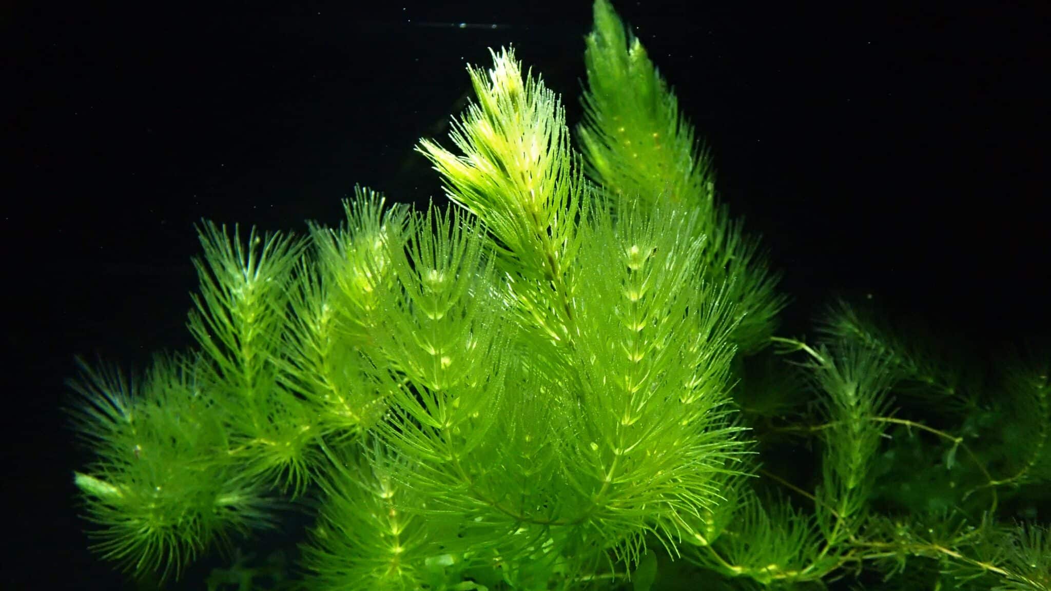 Hornwort