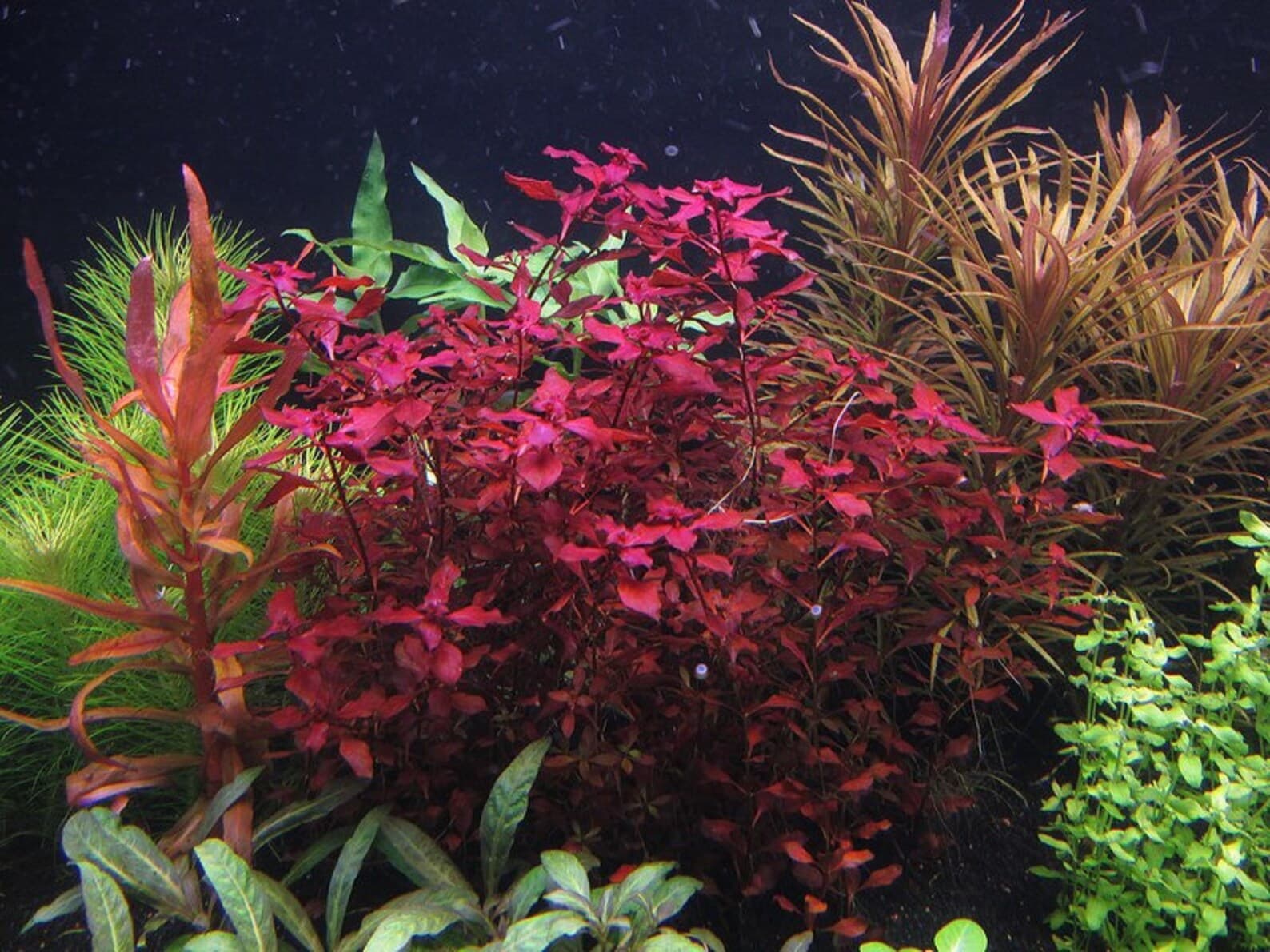 Red Ludwigia