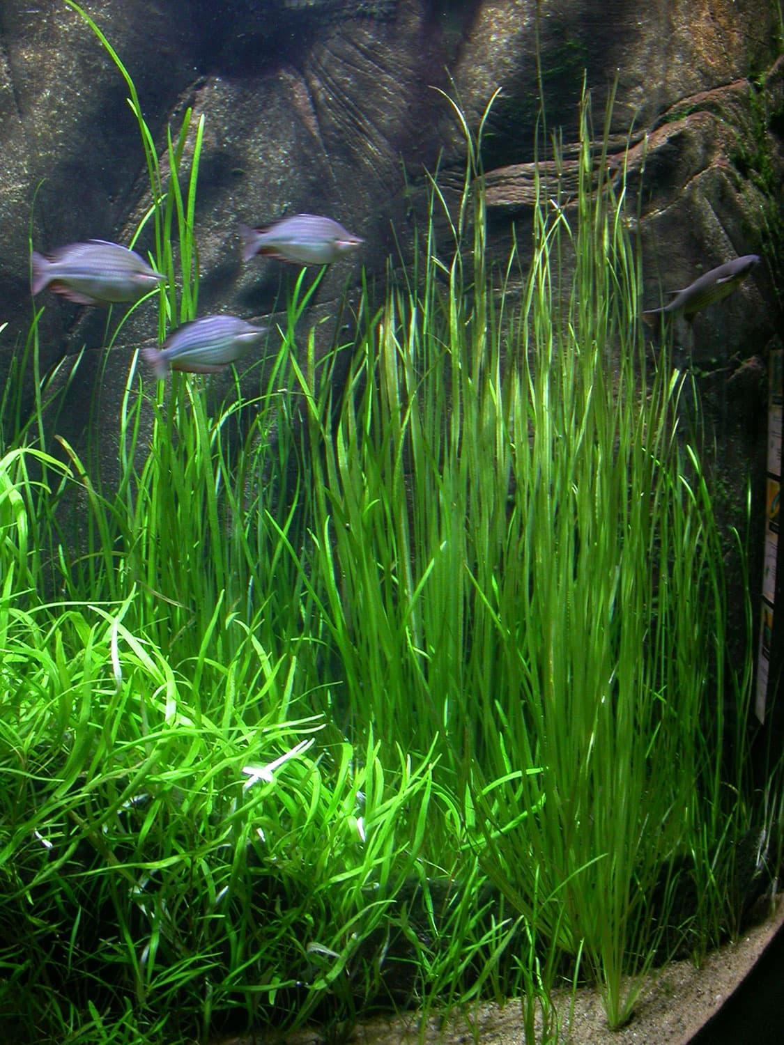 Vallisneria