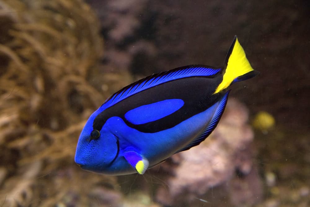 Blue Tang