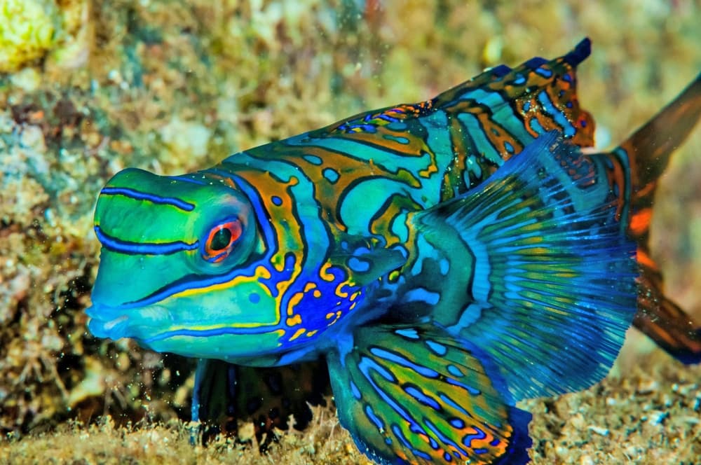Mandarin Dragonet