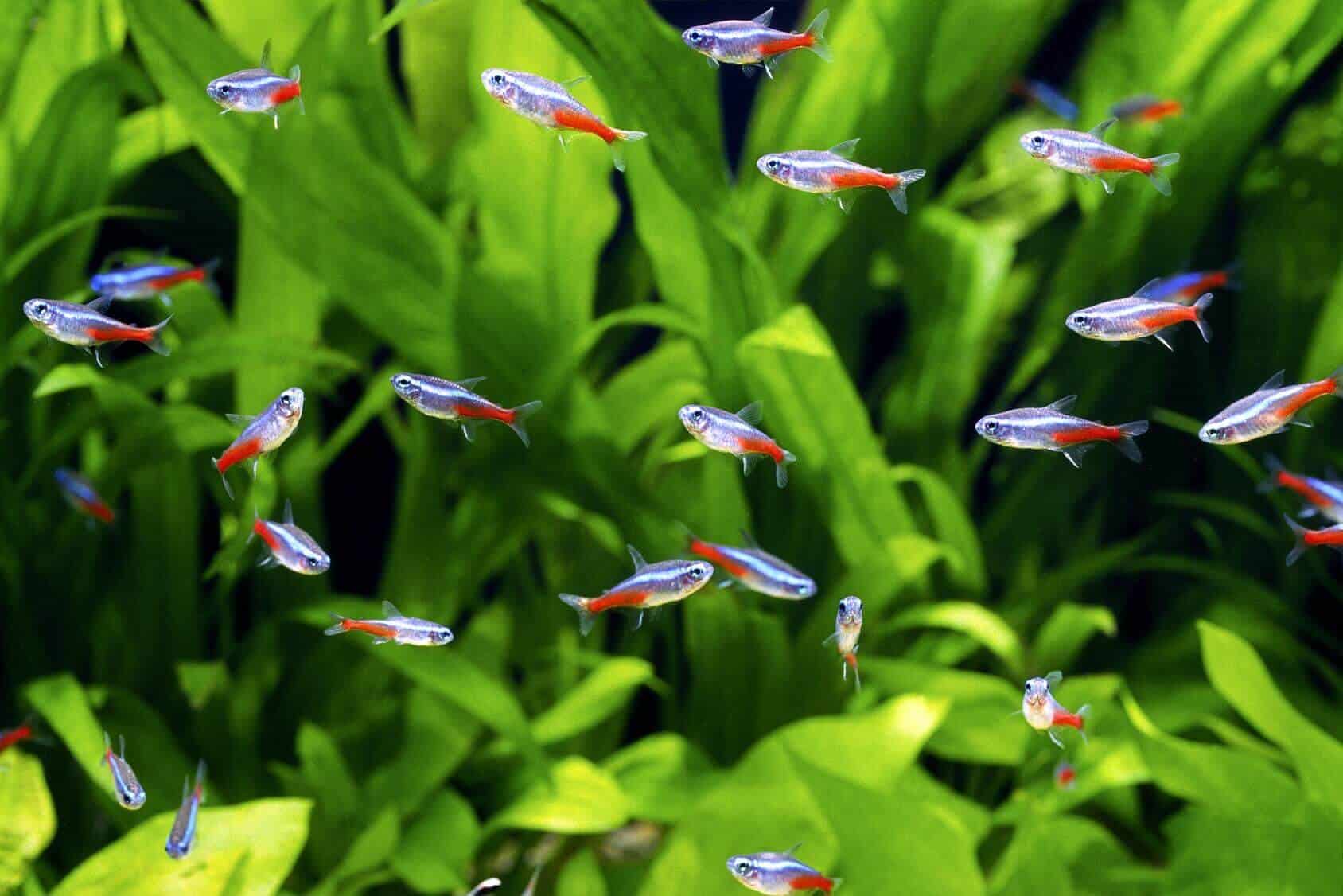 Neon Tetra