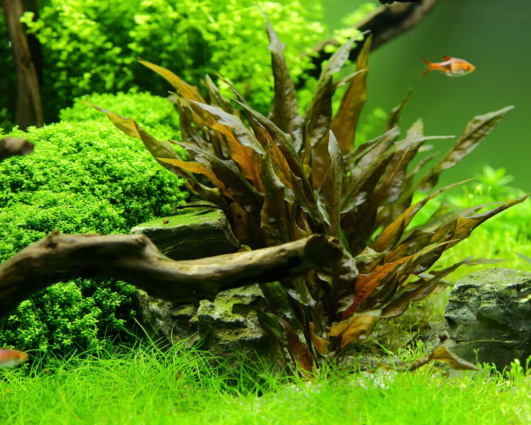 Cryptocoryne Wendtii