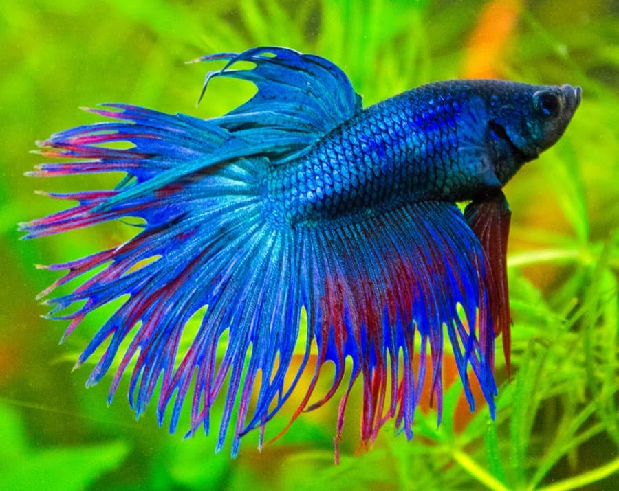 Betta Splendens