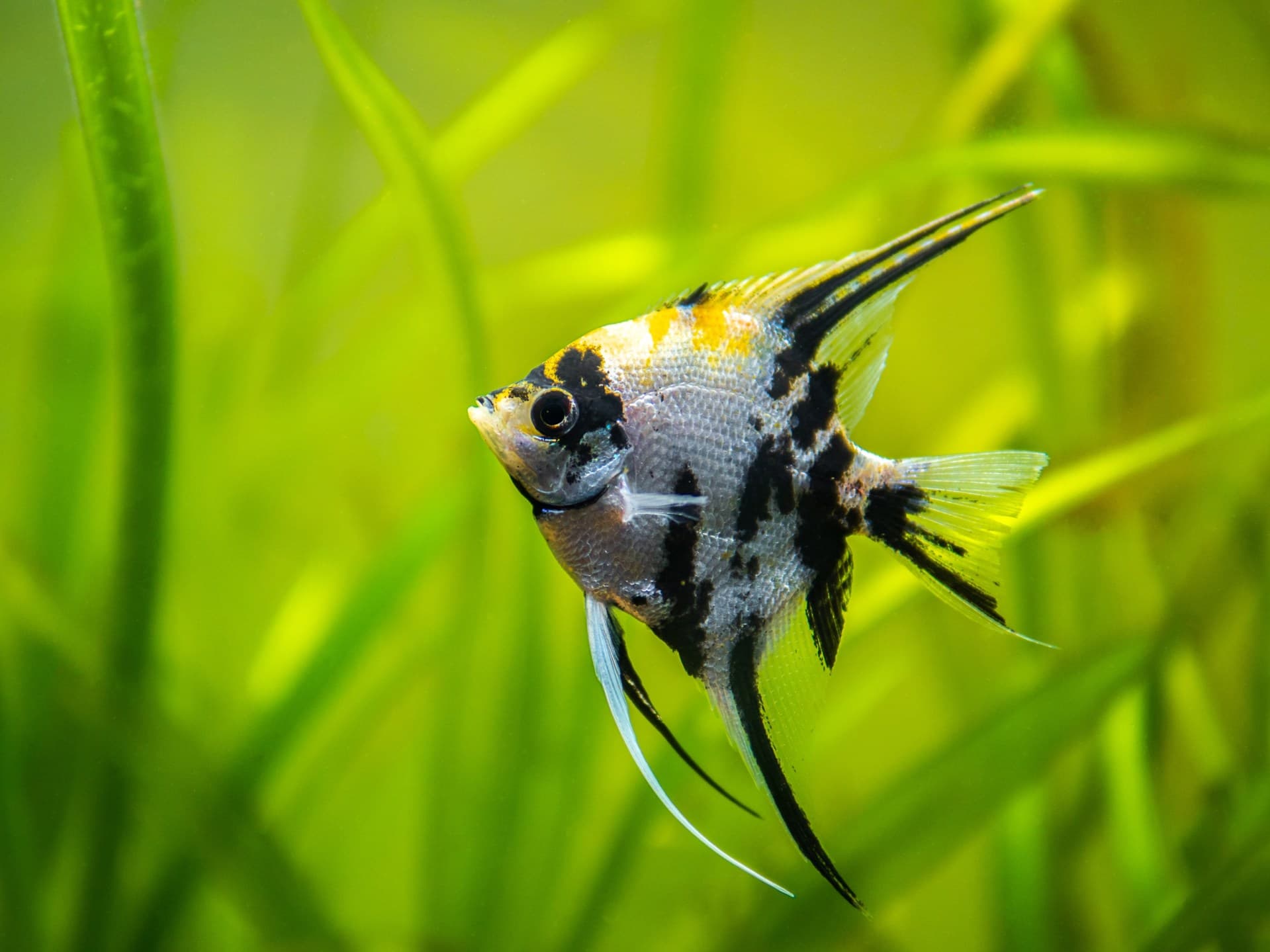 Freshwater Angelfish